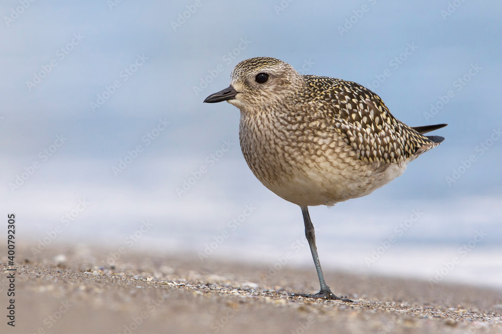 Zilverplevier; Grey Plover; Pluvialis squatarola Zilverplevier; Grey Plover; Pluvialis squatarola