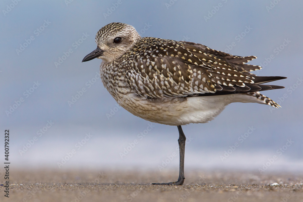 Zilverplevier; Grey Plover; Pluvialis squatarola Zilverplevier; Grey Plover; Pluvialis squatarola