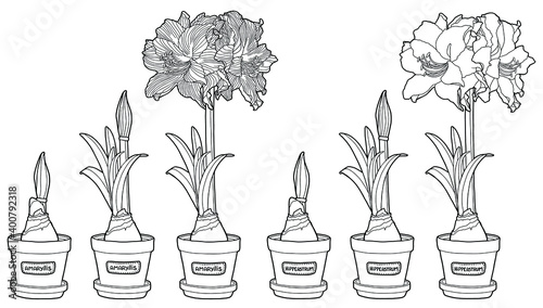 Vector illustration. Hand drawing botanical illustration. Growth stages of bulbous domestic flowers. Potted amaryllis or hippeastrum. Coloring page.