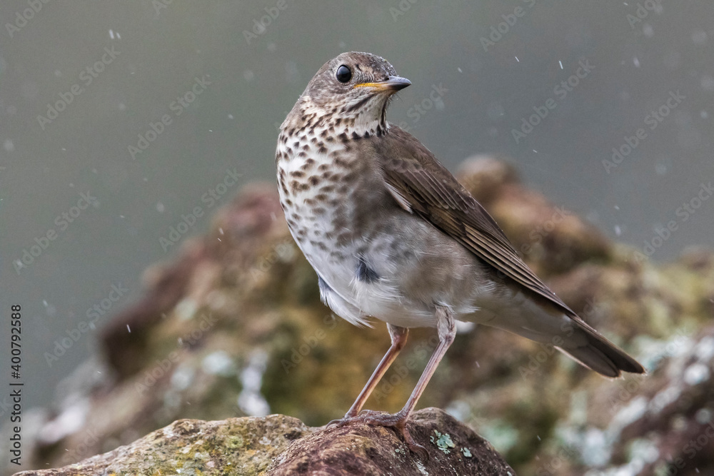 Fototapeta premium Grijswangdwerglijster, Grey-cheeked Thrush; Catharus minimus