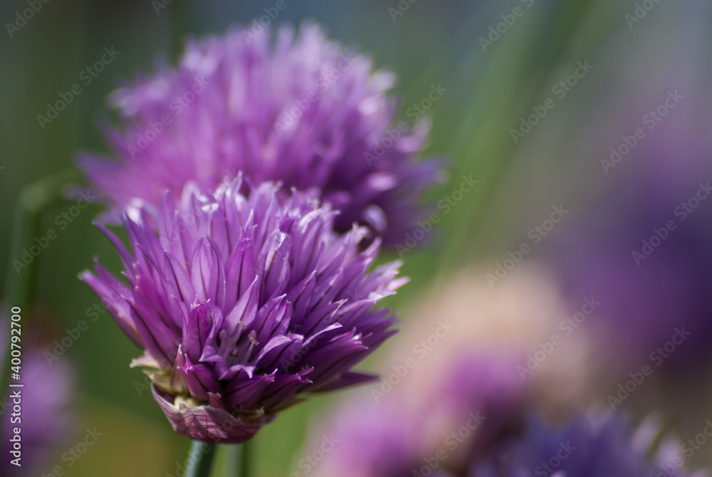 têtes de fleur de ciboulette têtes de fleur de ciboulette