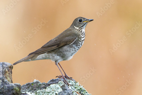 Grijswangdwerglijster, Grey-cheeked Thrush; Catharus minimus photo