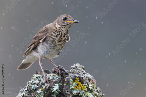 Grijswangdwerglijster, Grey-cheeked Thrush; Catharus minimus photo