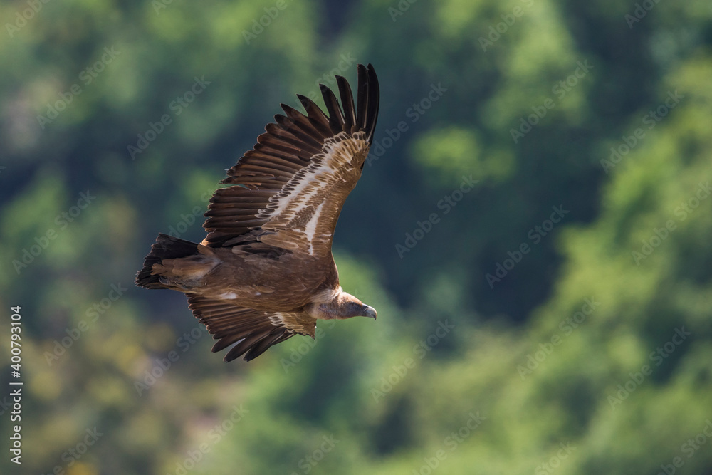 Fototapeta premium Vale Gier, Griffon Vulture, Gyps fulvus