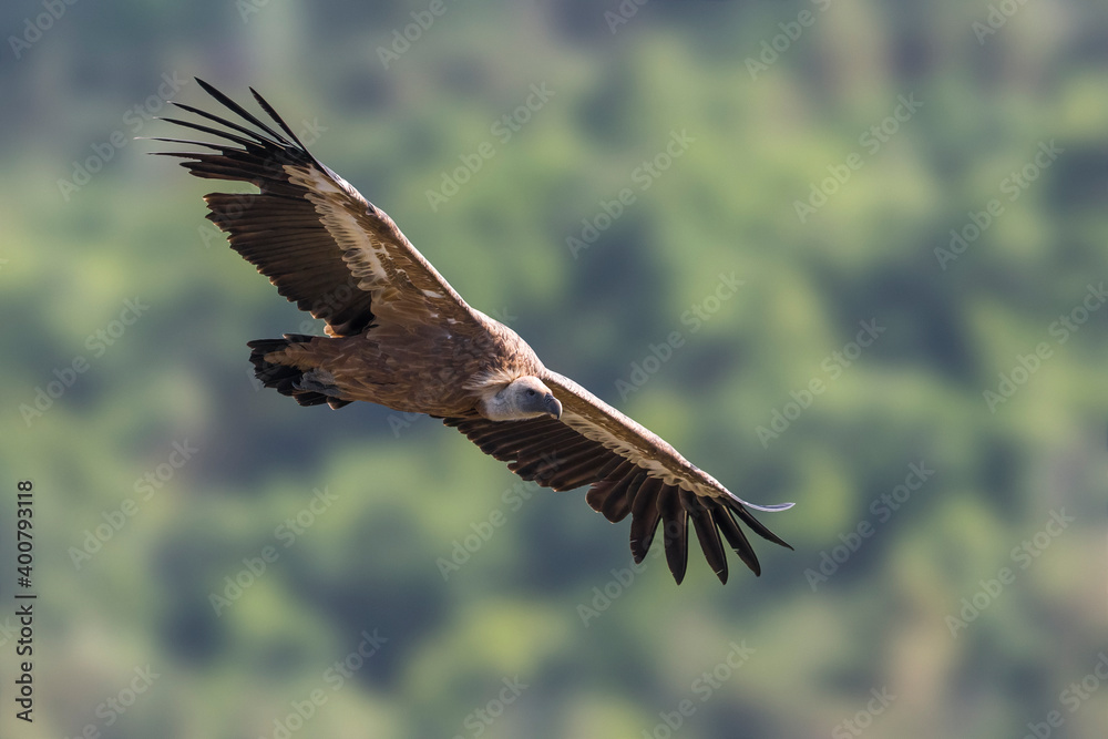 Vale Gier, Griffon Vulture, Gyps fulvus Vale Gier, Griffon Vulture, Gyps fulvus