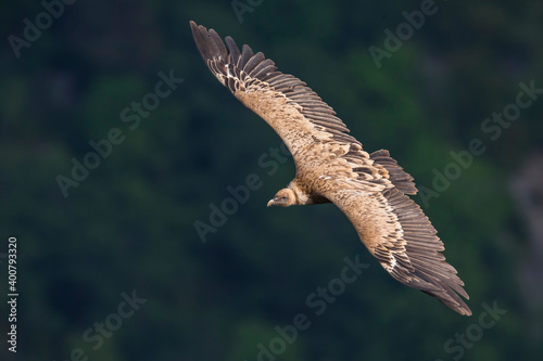 Vale Gier, Griffon Vulture, Gyps fulvus