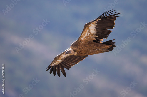 Vale Gier, Griffon Vulture, Gyps fulvus © AGAMI