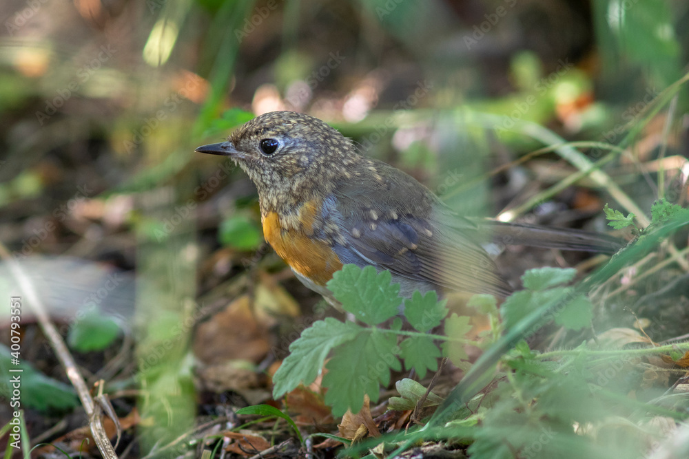 Rotkehlchen (Erithacus rubecula), Jungvogel Rotkehlchen (Erithacus rubecula), Jungvogel