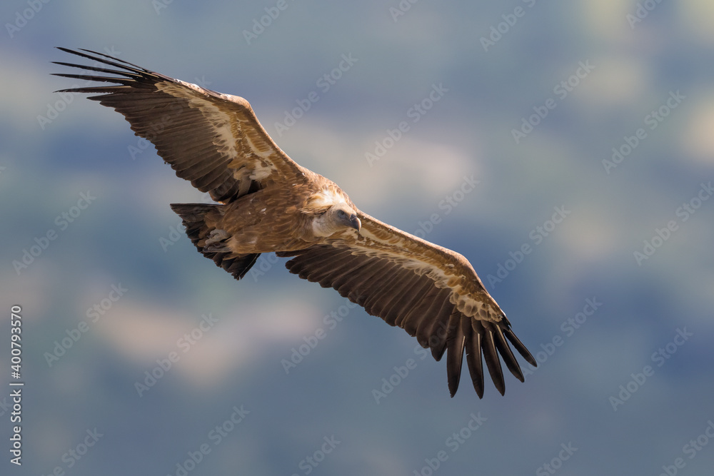 Obraz premium Vale Gier, Griffon Vulture, Gyps fulvus
