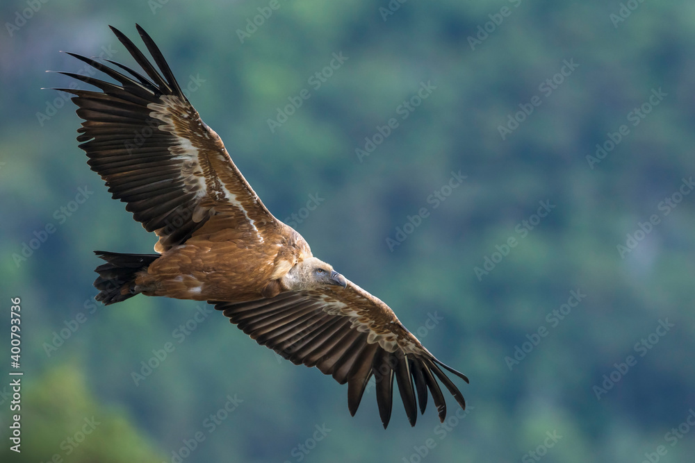 Fototapeta premium Vale Gier, Griffon Vulture, Gyps fulvus