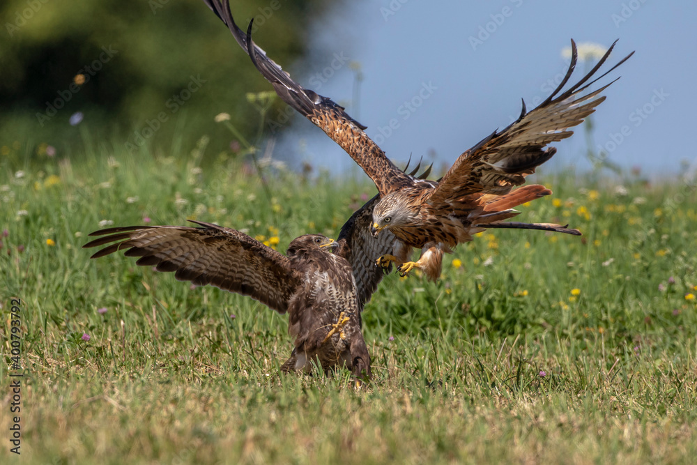 Fototapeta premium Mäusebussard (Buteo buteo) und Rotmilan (Milvus milvus)
