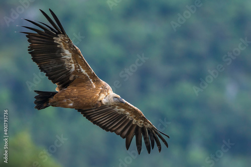Vale Gier, Griffon Vulture, Gyps fulvus © AGAMI