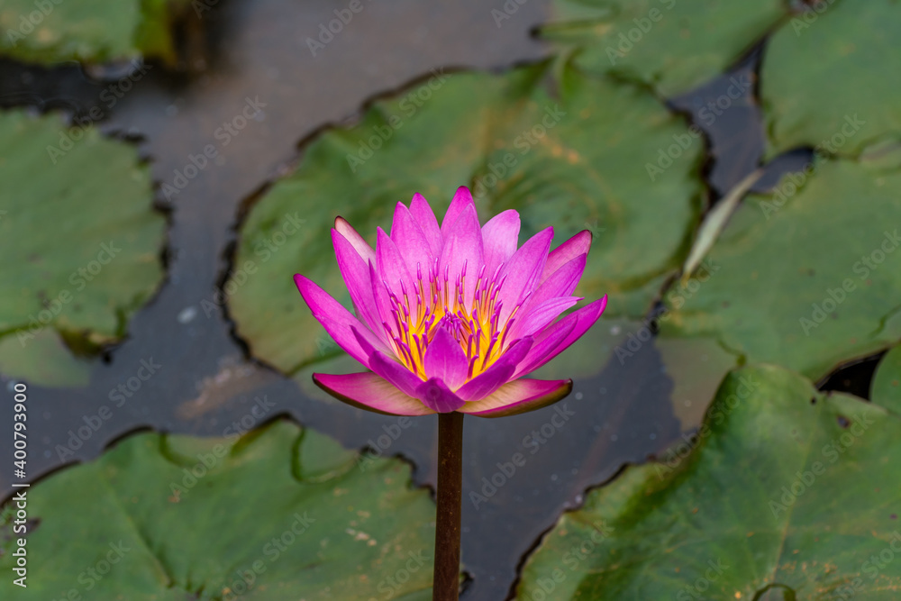 Pink water lily flower and green leaves growing in the pond in autumn in Shenzhen, China Pink water lily flower and green leaves growing in the pond in autumn in Shenzhen, China