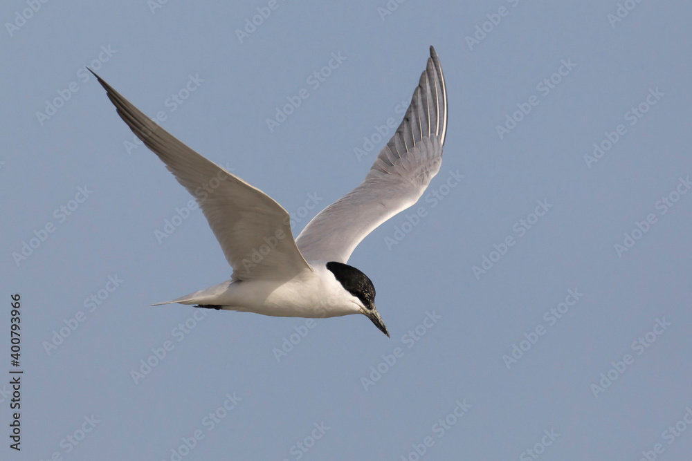 Lachstern; Gull-billed Tern; Gelochelidon nilotica Lachstern; Gull-billed Tern; Gelochelidon nilotica
