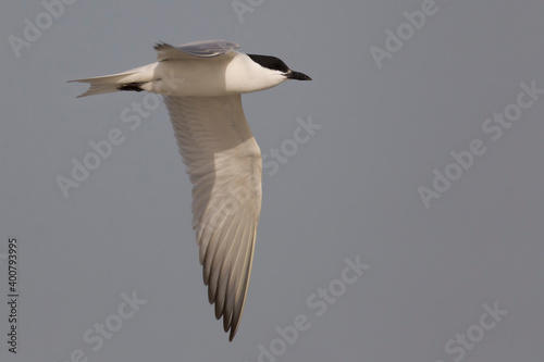 Lachstern; Gull-billed Tern; Gelochelidon nilotica photo