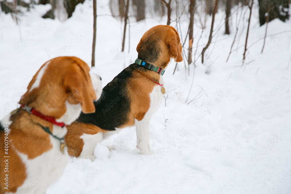 Two beagle dog puppies are walking and having fun in a snowy winter forest Two beagle dog puppies are walking and having fun in a snowy winter forest