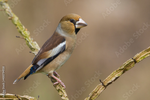 Appelvink; Hawfinch; Coccothraustes coccothraustes