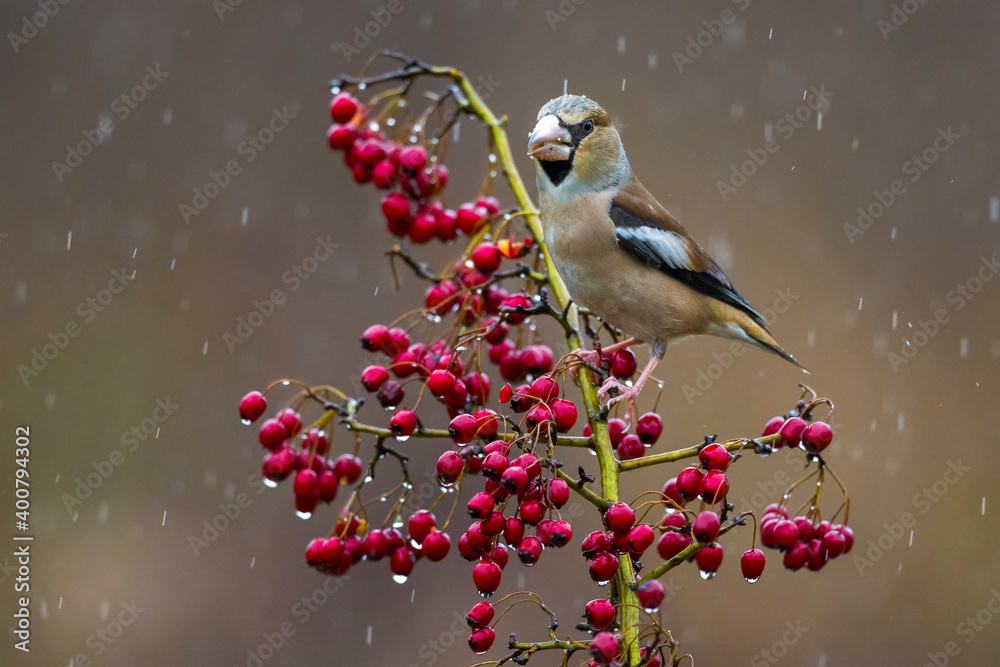 Obraz premium Appelvink; Hawfinch; Coccothraustes coccothraustes