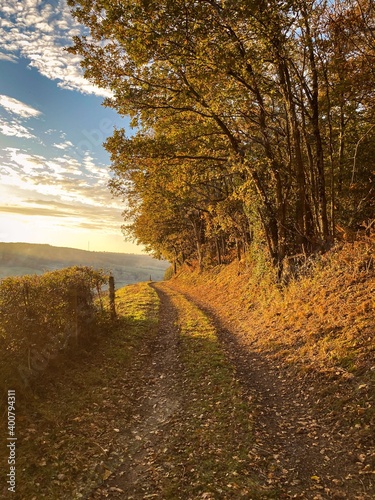 Autumn in the woods sunset golden hour 