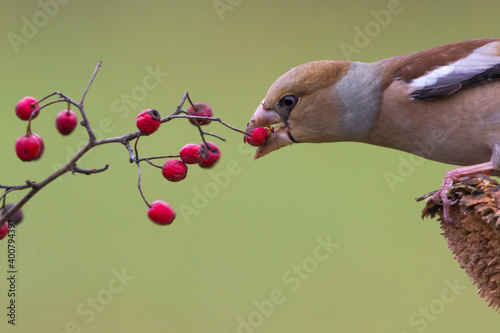 Bild auf Leinwand Appelvink; Hawfinch; Coccothraustes coccothraustes
