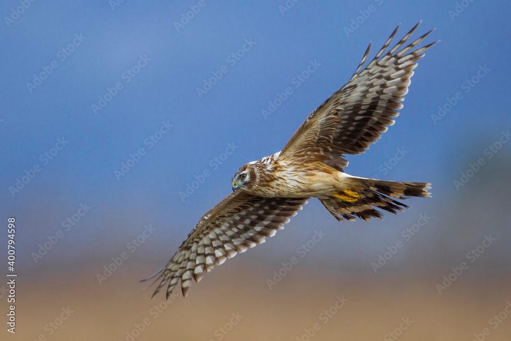 Fototapeta premium Blauwe Kiekendief; Hen Harrier; Circus cyaneus