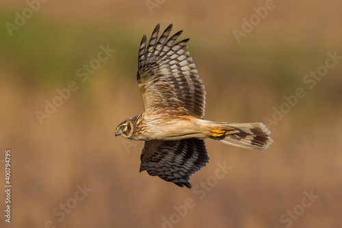 Blauwe Kiekendief; Hen Harrier; Circus cyaneus