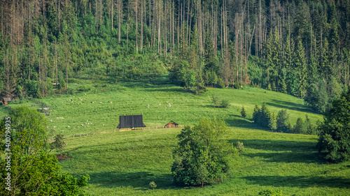 Hale pasterskie, polany i pastwiska otoczone lasem w górach