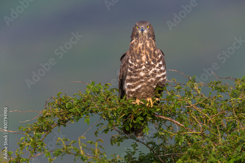 Wespendief, European Honey Buzzard, Pernis apivorus photo