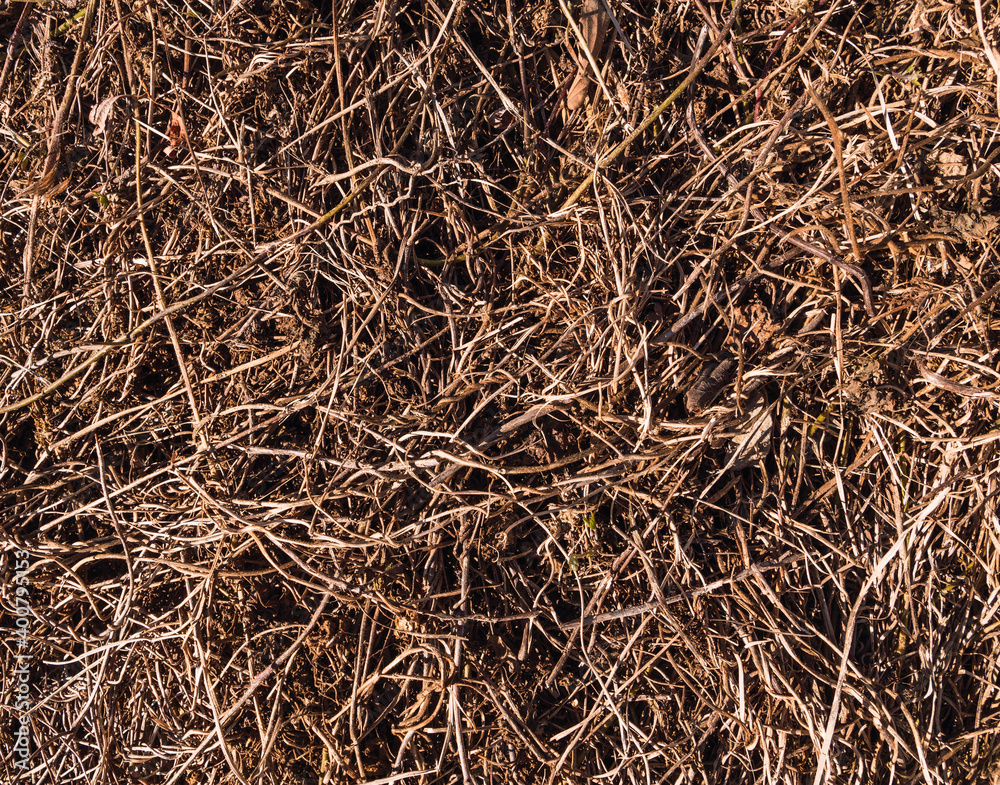 Brown branches texture