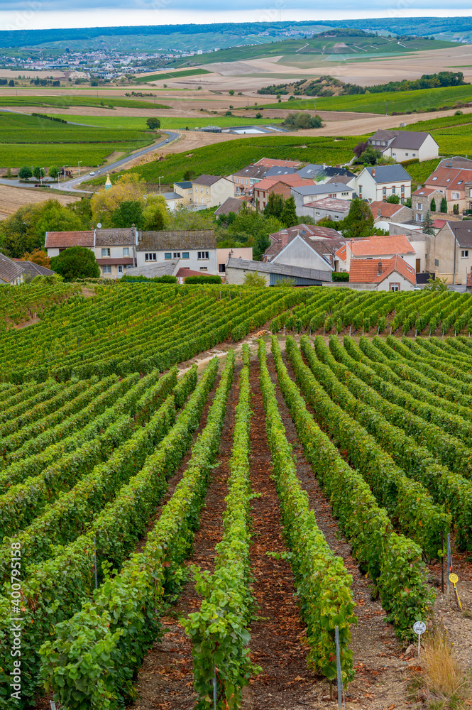 Landscape with green grand cru vineyards near Cramant, region Champagne, France in rainy day. Cultivation of white chardonnay wine grape on chalky soils of Cote des Blancs.