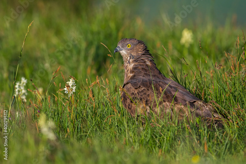 Wespendief, European Honey Buzzard, Pernis apivorus photo