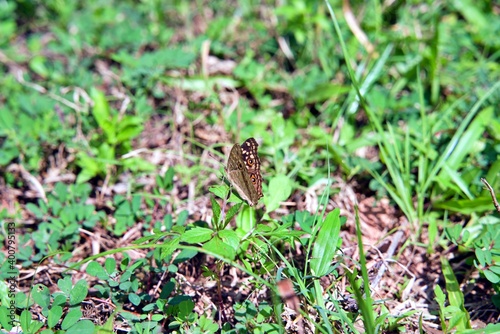 Beautiful Butterfly On the Grass