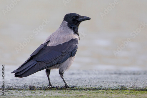 Obraz na płótnie Bonte Kraai, Hooded Crow; Corvus cornix w salonie