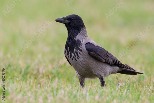 Bonte Kraai, Hooded Crow; Corvus cornix