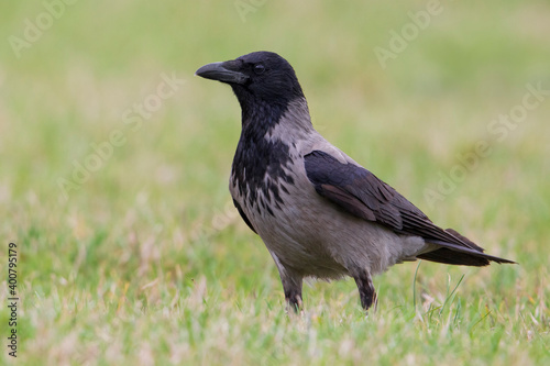Bonte Kraai, Hooded Crow; Corvus cornix photo