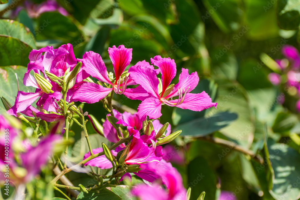 Pink Bauhinia flower blooming, commonly called the Hong Kong Orchid Tree, which is cultivated at the Hong Kong Botanic Gardens and widely planted in Hong Kong Pink Bauhinia flower blooming, commonly called the Hong Kong Orchid Tree, which is cultivated at the Hong Kong Botanic Gardens and widely planted in Hong Kong