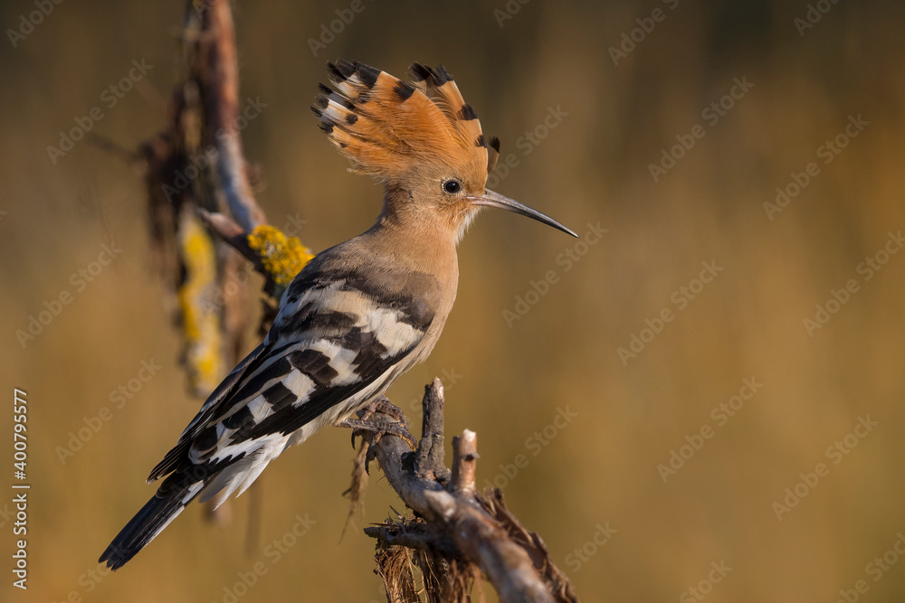 Hop; Eurasian Hoopoe; Upupa epops