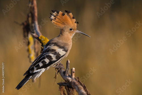 Obraz na płótnie Hop; Eurasian Hoopoe; Upupa epops w salonie