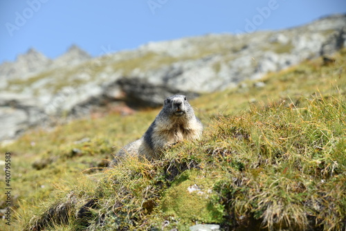 Murmeltier am Gro  glockner Kaiser Franz Josefs H  he im Nationalpark Hohe Tauern in Salzburg marmot groundhog at Gro  glockner in National Park Hohe Tauern Salzburg alps austria