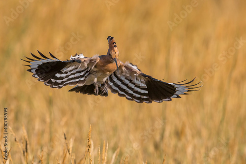 Hop  Eurasian Hoopoe  Upupa epops