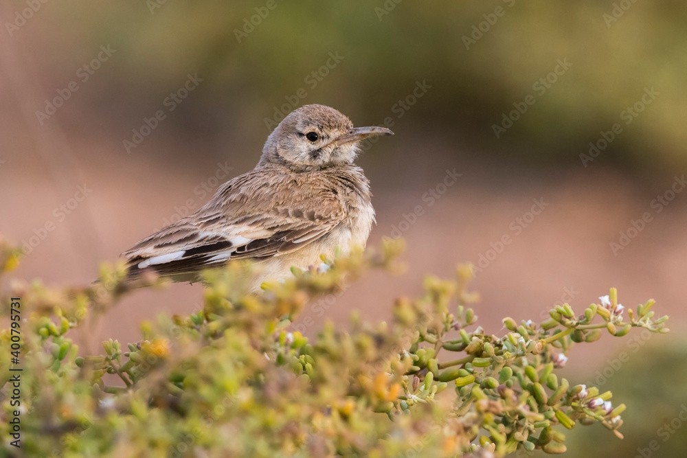 Witbandleeuwerik, Greater Hoopoe-Lark, Alaemon alaudipes Witbandleeuwerik, Greater Hoopoe-Lark, Alaemon alaudipes