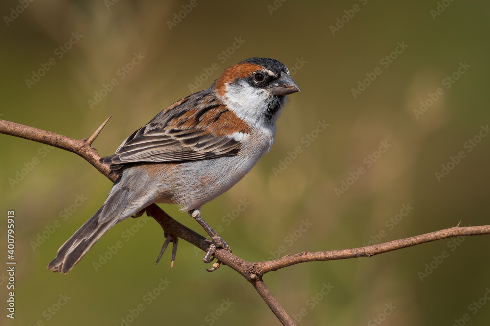 Kaapverdische Mus; Iago Sparrow; Passer iagoensis Kaapverdische Mus; Iago Sparrow; Passer iagoensis