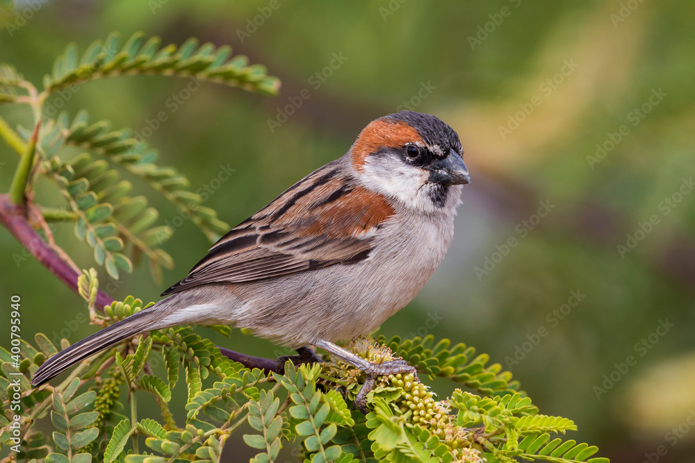 Kaapverdische Mus; Iago Sparrow; Passer iagoensis Kaapverdische Mus; Iago Sparrow; Passer iagoensis