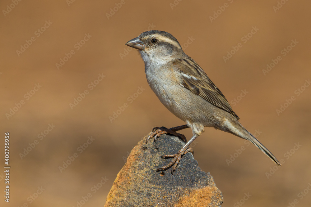 Kaapverdische Mus; Iago Sparrow; Passer iagoensis Kaapverdische Mus; Iago Sparrow; Passer iagoensis