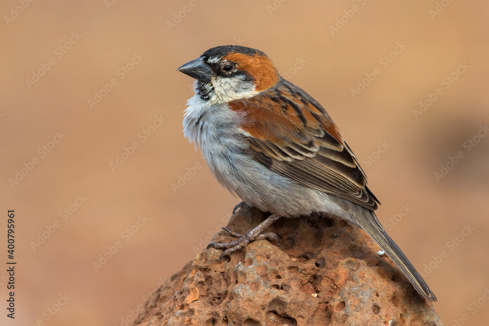 Kaapverdische Mus; Iago Sparrow; Passer iagoensis Kaapverdische Mus; Iago Sparrow; Passer iagoensis