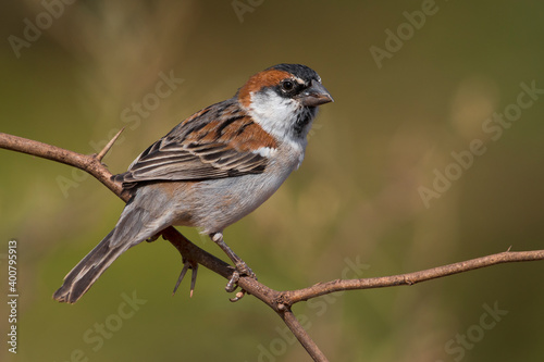 Kaapverdische Mus  Iago Sparrow  Passer iagoensis © AGAMI