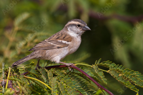 Kaapverdische Mus; Iago Sparrow; Passer iagoensis