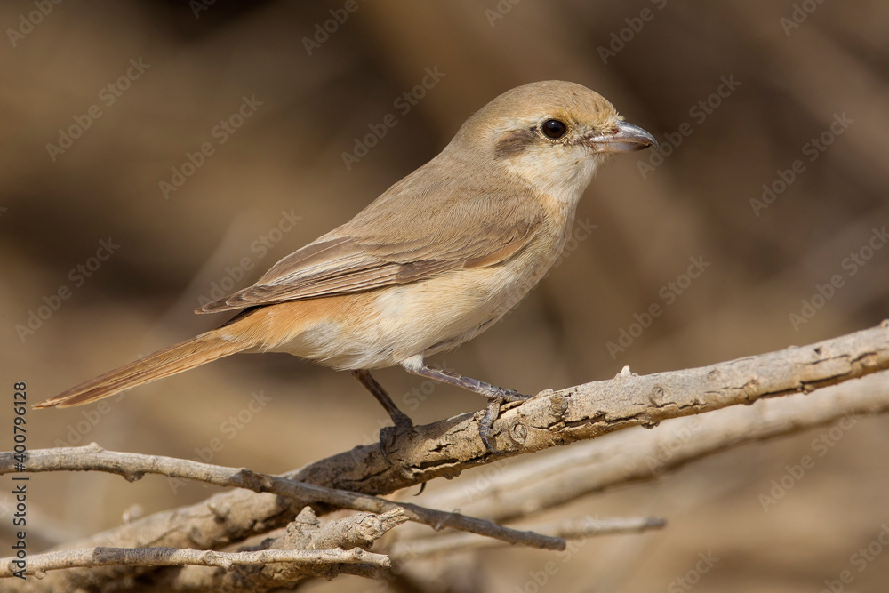 Daurische Klauwier; Daurian Shrike; Lanius isabellinus