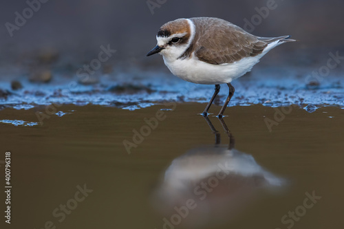 Strandplevier; Kentish Plover; Charadrius alexandrinus photo