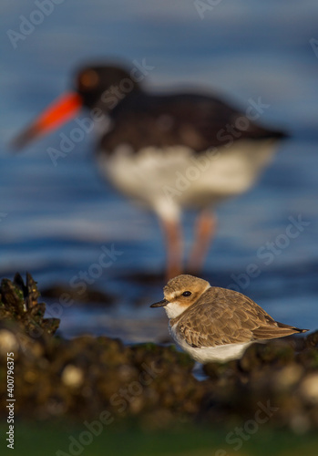 Strandplevier; Kentish Plover; Charadrius alexandrinus photo